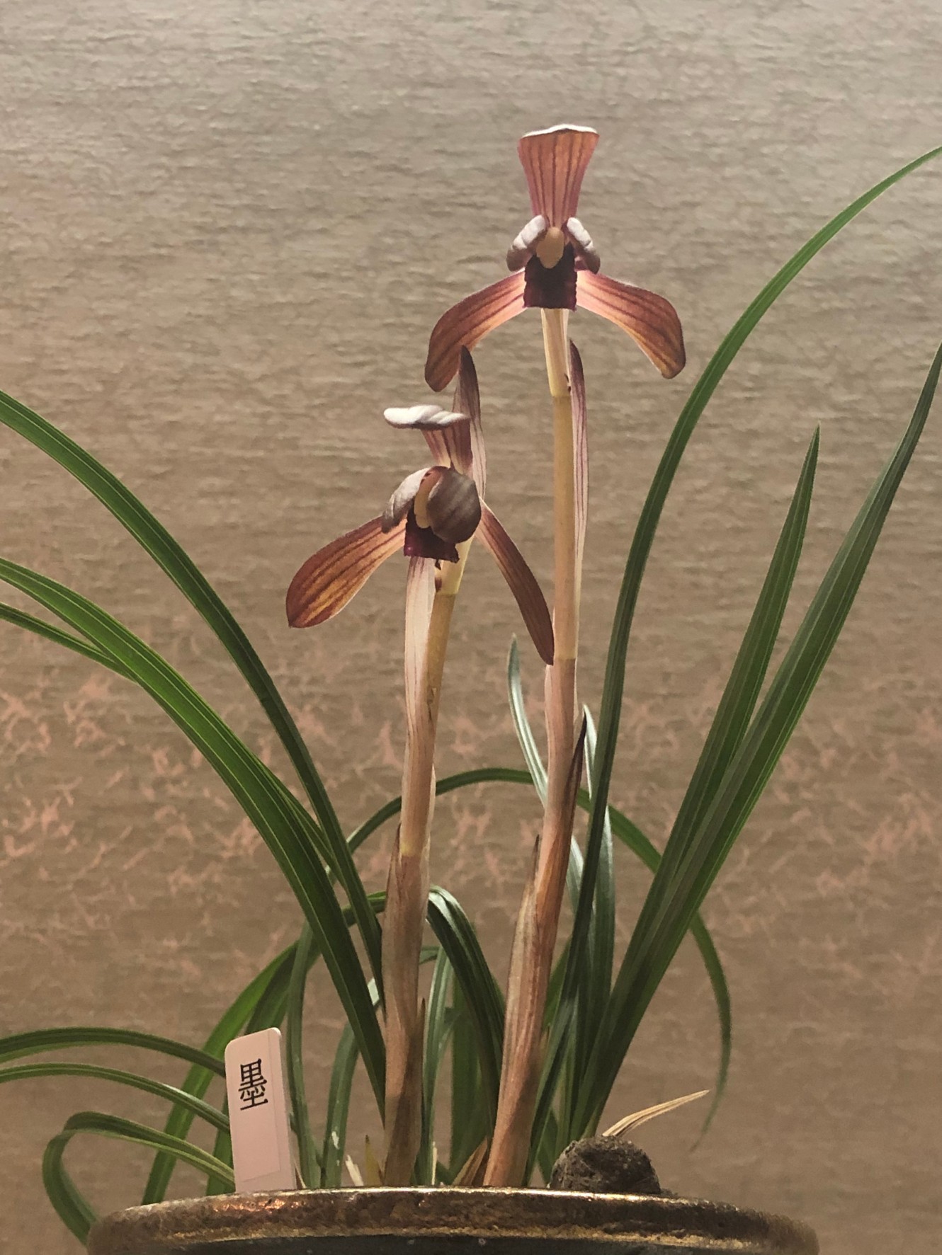 韓国春蘭★紫覆★ボヤ★紫花★6本 韓国春蘭☆紫覆☆ボヤ☆紫花☆6本 2025年最新】春蘭