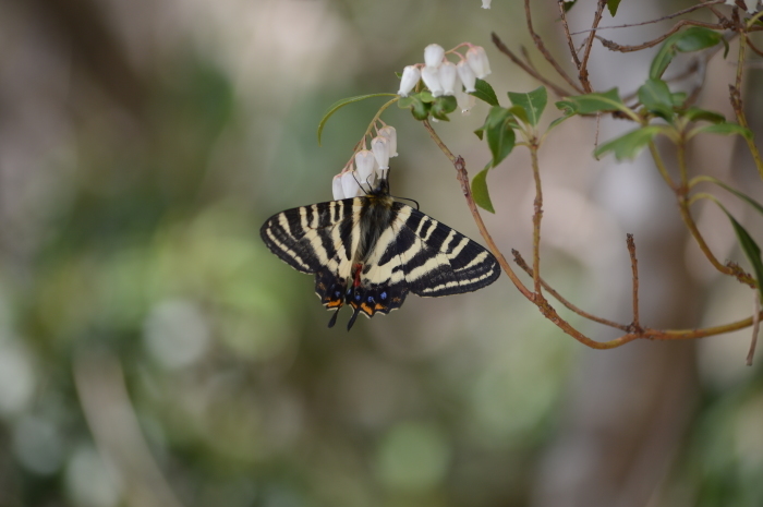 ギフチョウ　3月18日_d0254540_18091847.jpg