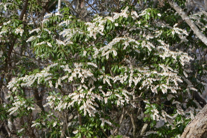 ギフチョウ　3月18日_d0254540_18305369.jpg