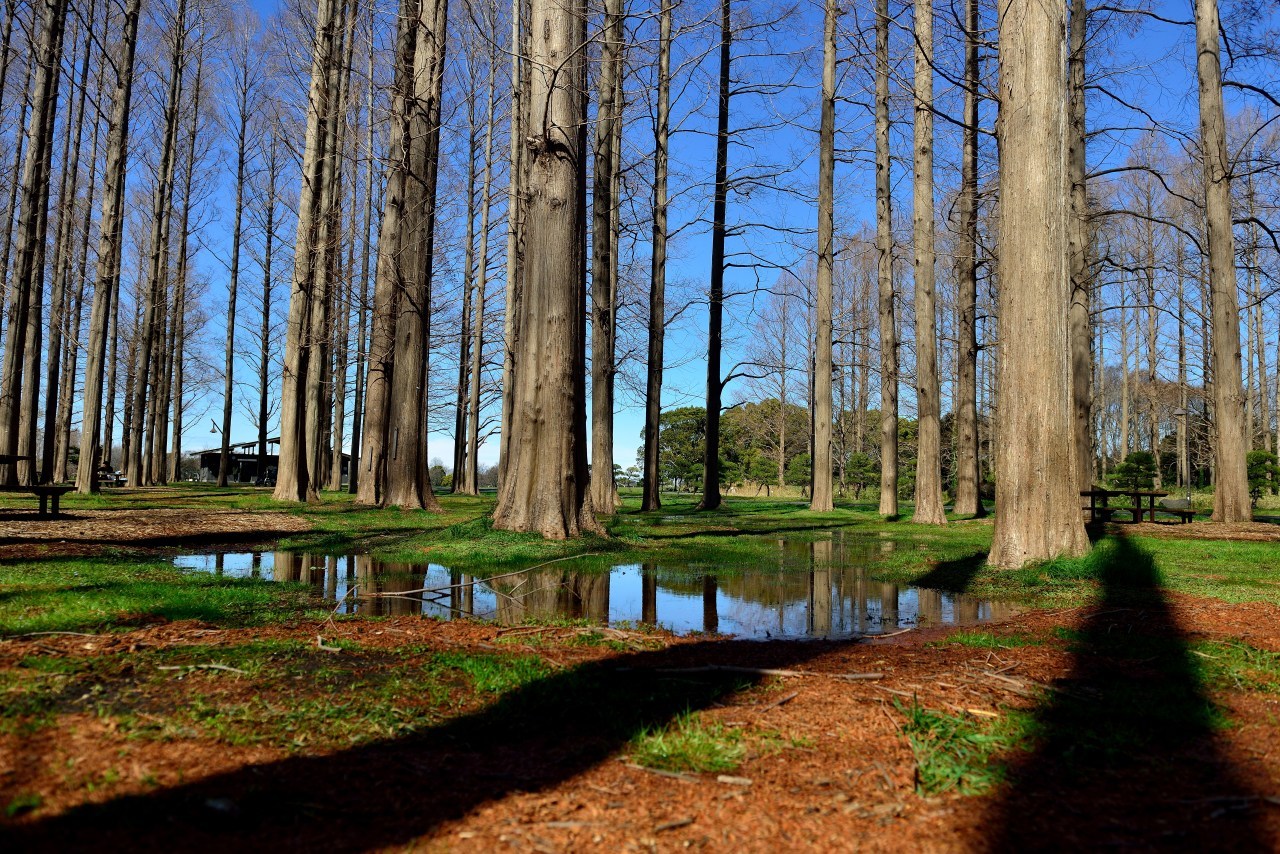水元公園にて : おやじとクワガタ