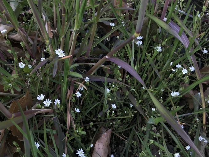 砂埃がすごい春_d0101846_19295936.jpeg