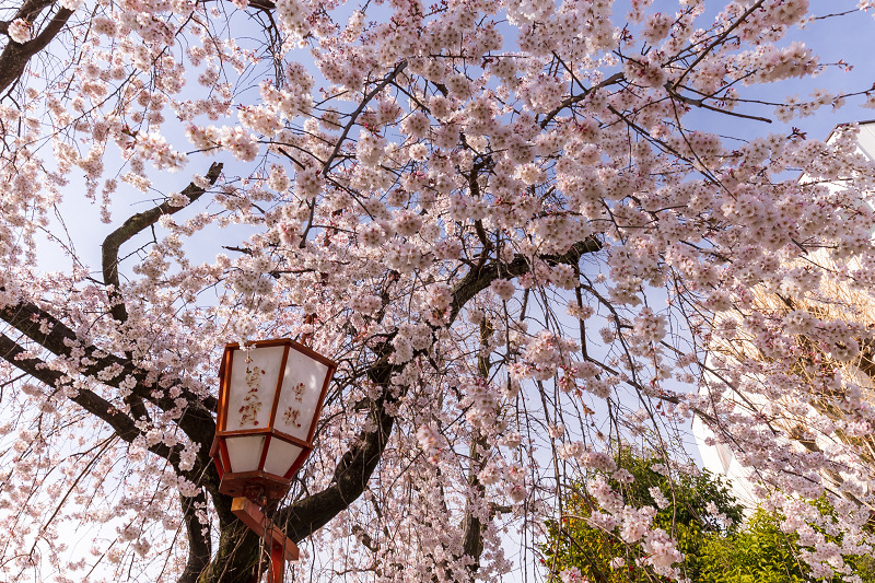 Opening！2021桜咲く京都　長建寺の枝垂れ桜_f0155048_23530125.jpg