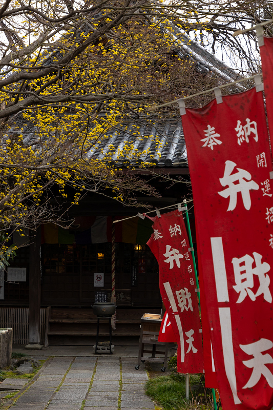 Opening！2021桜咲く京都　長建寺の枝垂れ桜_f0155048_23532629.jpg