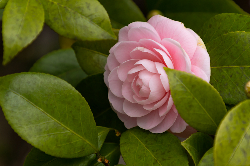 Opening！2021桜咲く京都　長建寺の枝垂れ桜_f0155048_23542190.jpg