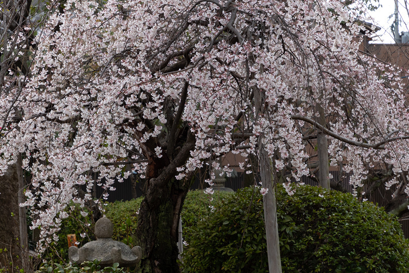 Opening！2021桜咲く京都　長建寺の枝垂れ桜_f0155048_23544952.jpg