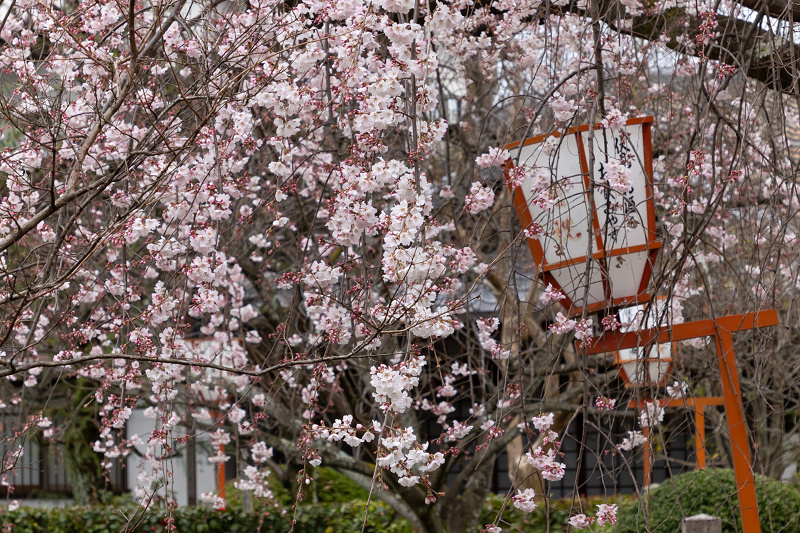 Opening！2021桜咲く京都　長建寺の枝垂れ桜_f0155048_23554743.jpg