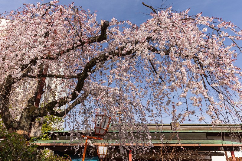 Opening！2021桜咲く京都　長建寺の枝垂れ桜_f0155048_23562831.jpg