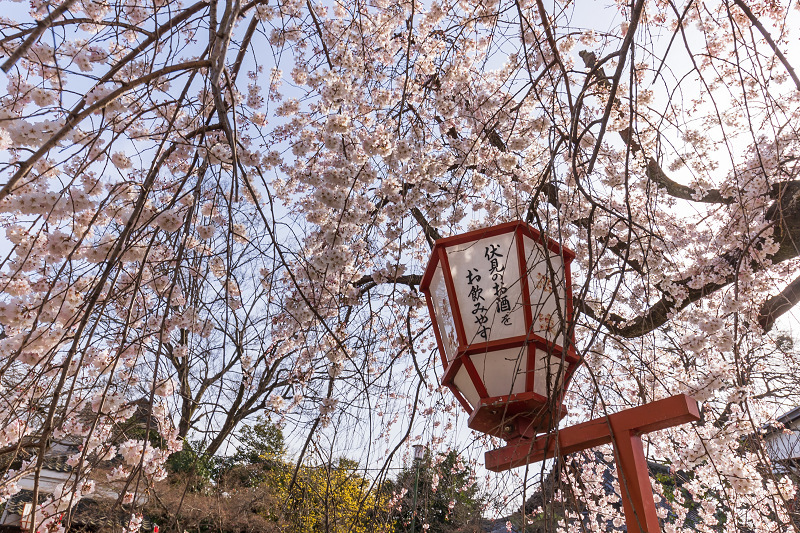 Opening！2021桜咲く京都　長建寺の枝垂れ桜_f0155048_23570332.jpg