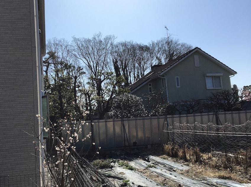 大きな木々が切り倒されて。。。_c0201749_22430354.jpg