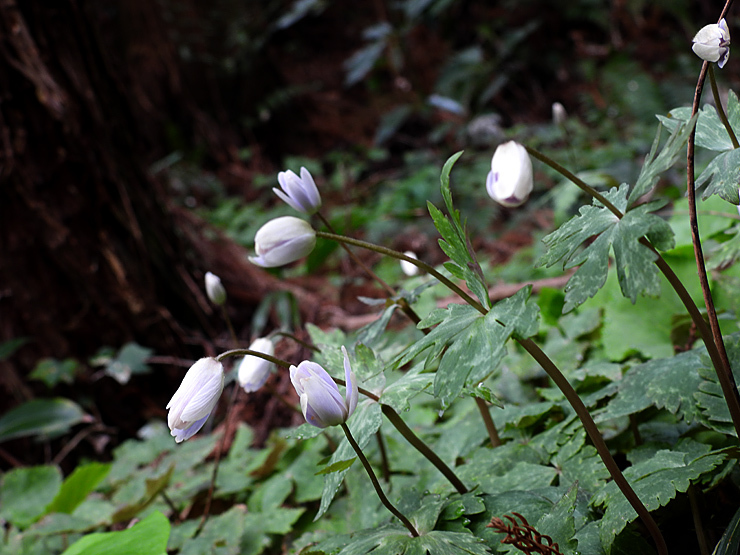 花めぐり①_f0214649_04583914.jpg