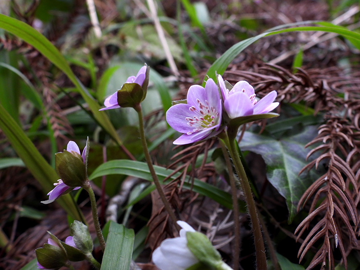 花めぐり①_f0214649_05261955.jpg