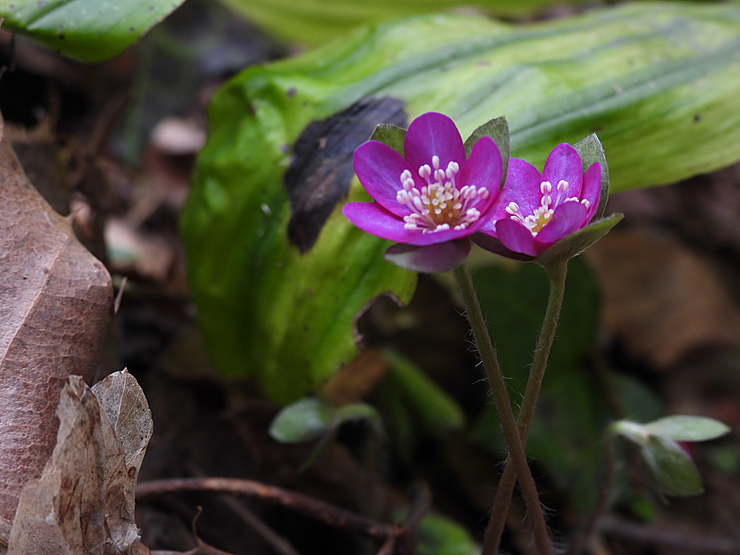 花めぐり①_f0214649_05264154.jpg