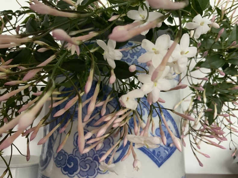 待ちきれなくて_f0380954_22471831.jpeg