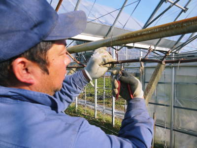 熊本ぶどう 社方園 芽吹き2021 後編:そろって芽吹き成長中!惜しまぬ手間ひまと匠の技によるものです_a0254656_17192359.jpg