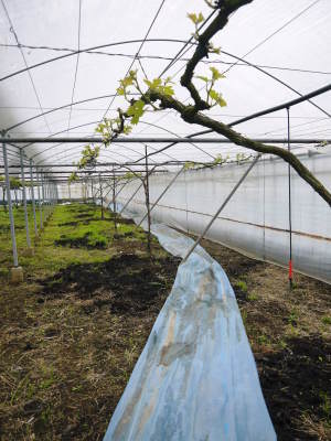 熊本ぶどう 社方園 芽吹き2021 後編:そろって芽吹き成長中!惜しまぬ手間ひまと匠の技によるものです_a0254656_17300816.jpg