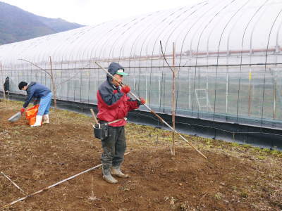 熊本ぶどう 社方園 芽吹き2021 後編:そろって芽吹き成長中!惜しまぬ手間ひまと匠の技によるものです_a0254656_17484958.jpg