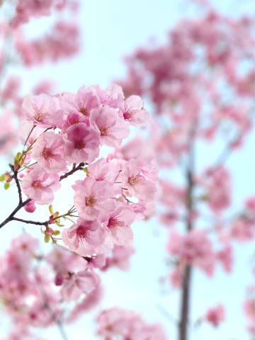 花に助けられ 桜 おやつのお花 きれい 可愛い いとおしいをデザインしましょう
