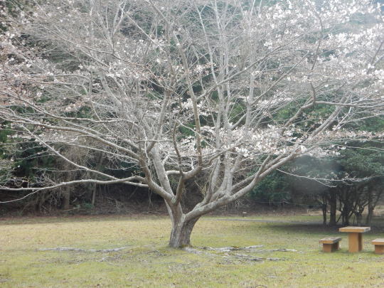 ’２１，３，１８（木）春になると桜もキョンもオンパレード？_f0060461_10074045.jpg