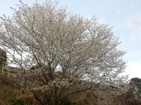 ’２１，３，１８（木）春になると桜もキョンもオンパレード？_f0060461_10140680.jpg