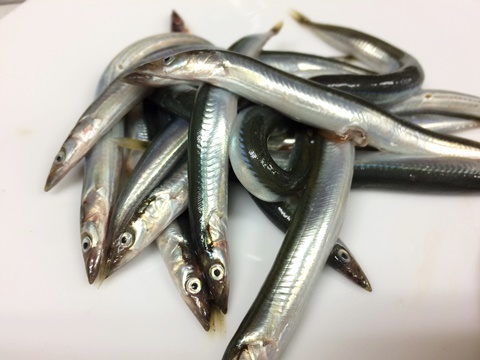 イカナゴ 玉筋魚 イル レオーネ 千林大宮駅近くのシェフソムリエのブログ