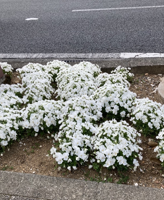 もうすぐ花見の季節_b0351169_17135413.jpeg