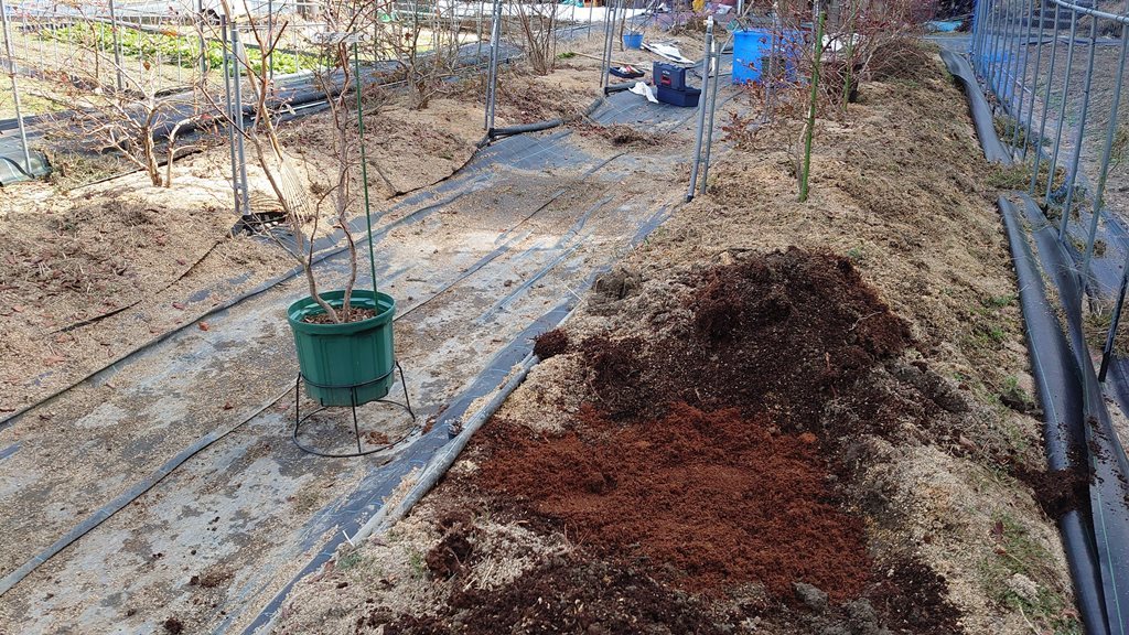 2021 10号鉢ブルーベリーの露地植え移植 in 周南市_d0358272_21015847.jpg