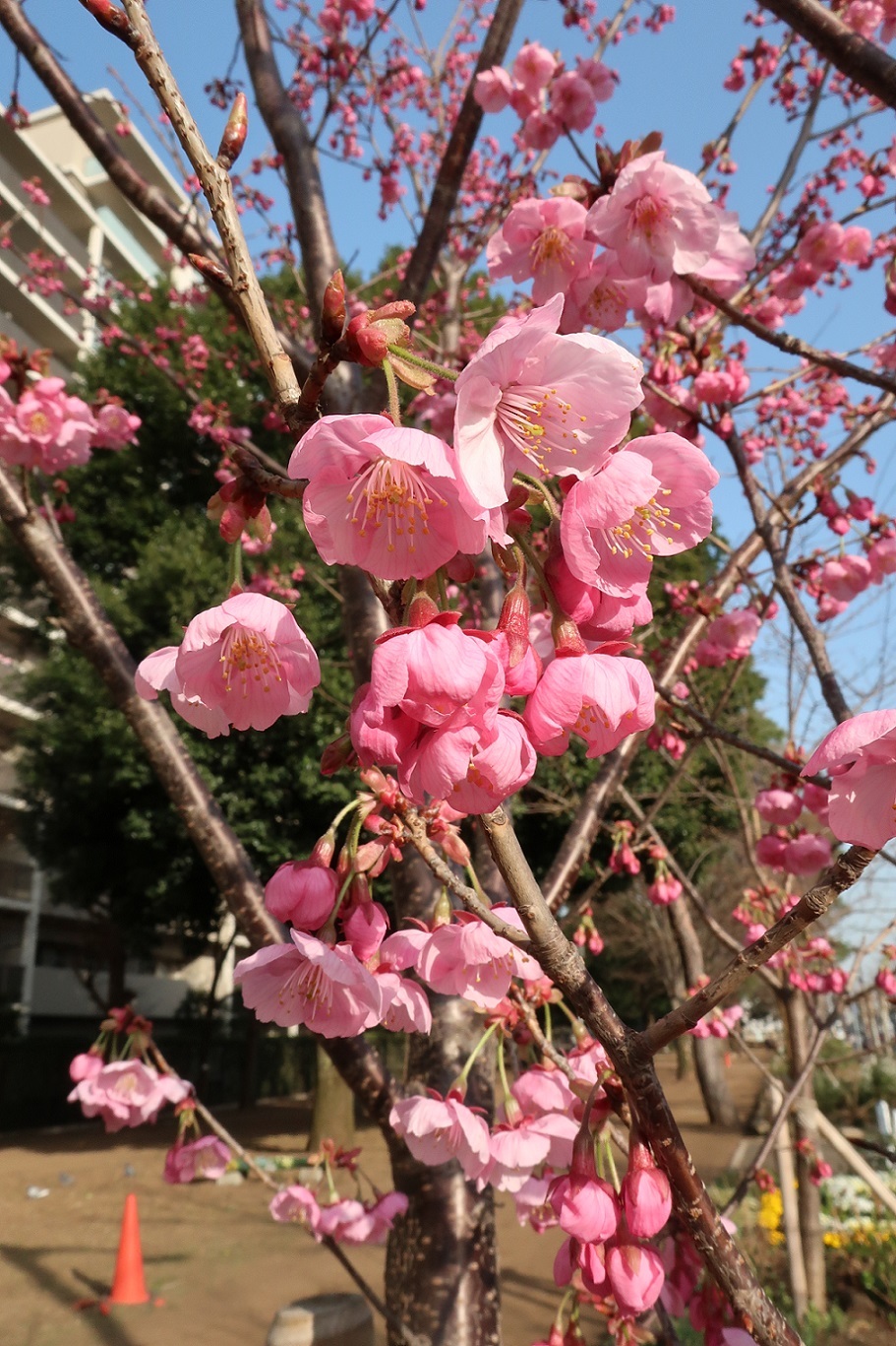 陽光　～福岡中央公園の桜～_a0107574_18135023.jpg