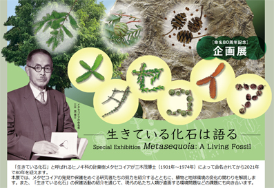 メタセコイア 展に行ってきました 自然観察大学ブログ メタセコイア 展に行ってきました 自然観察大学ブログ