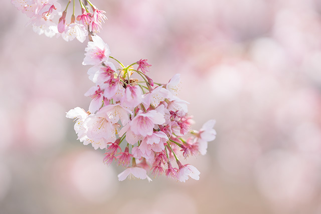 大船フラワーセンターの“早咲き桜”と“モクレン” : エーデルワイスブログ