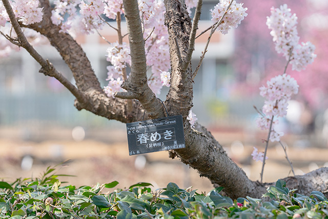 大船フラワーセンターの“早咲き桜”と“モクレン” : エーデルワイスブログ
