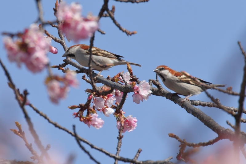 安行桜と ニュウナイスズメ 略して アンナイスズメ 旅プラスの日記 安行桜と ニュウナイスズメ 略して アンナイスズメ 旅プラスの日記