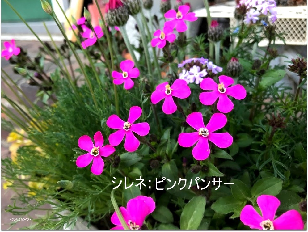 * 春色の寄せ植え *_d0317115_20541072.jpg
