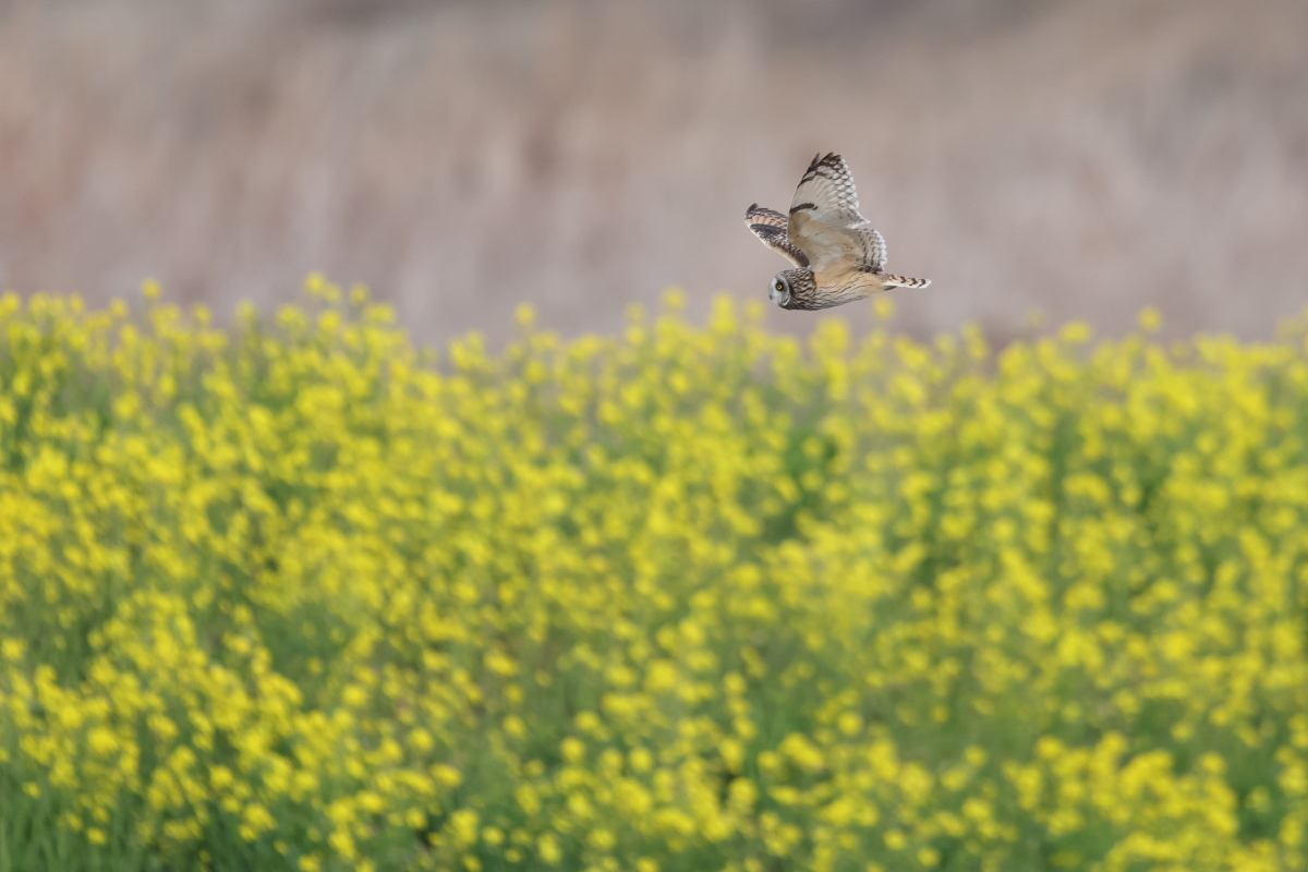 コミミズク 菜の花背景の笑顔_f0369315_12463595.jpg