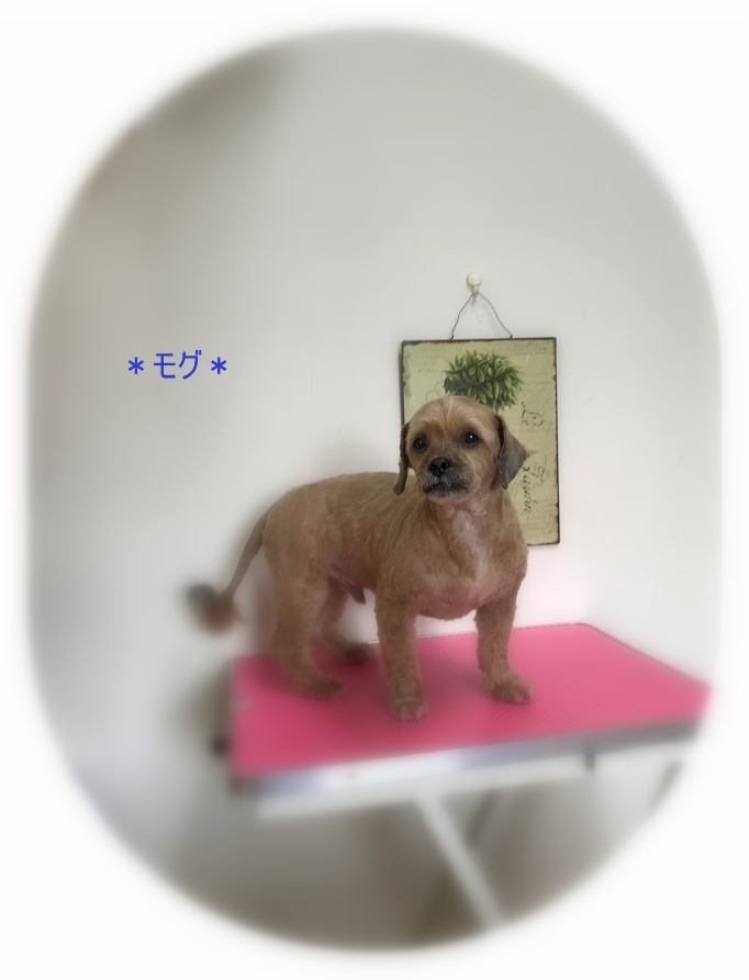 ハム君3兄弟 犬のしっぽ Gallery ハム君3兄弟 犬のしっぽ Gallery