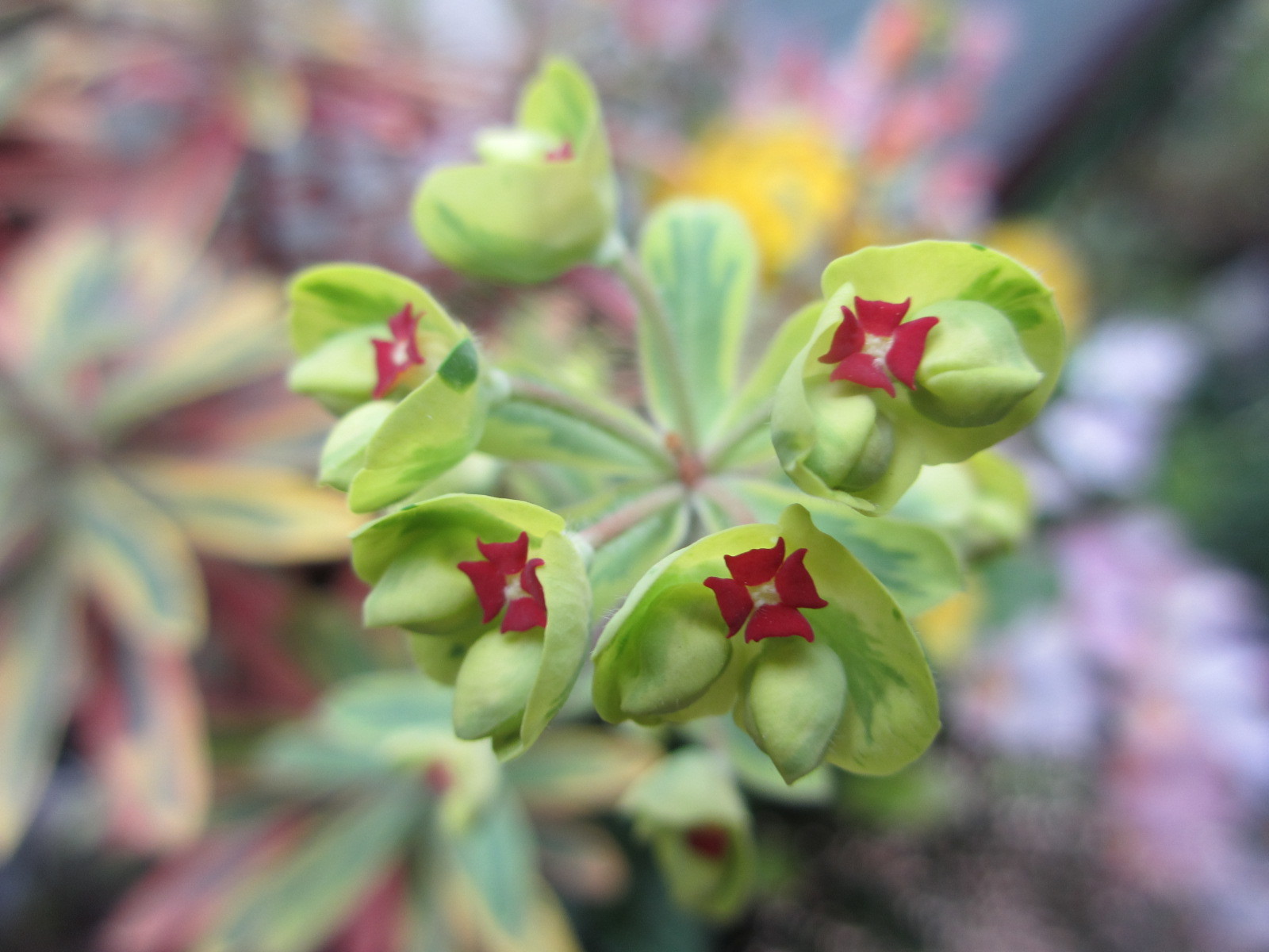 ユーフォルビア ゴールデンレインボー の花 あるまじろの庭