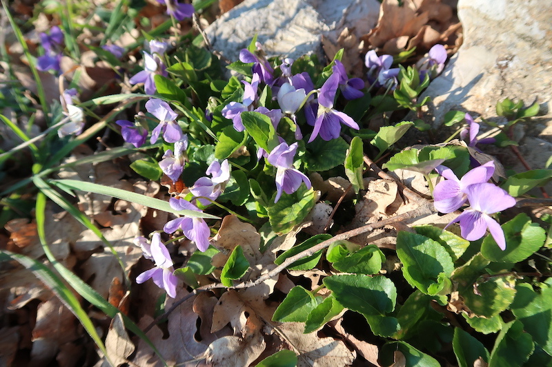アッシジも古城も望み花咲くテッツィオ山_f0234936_23113483.jpg