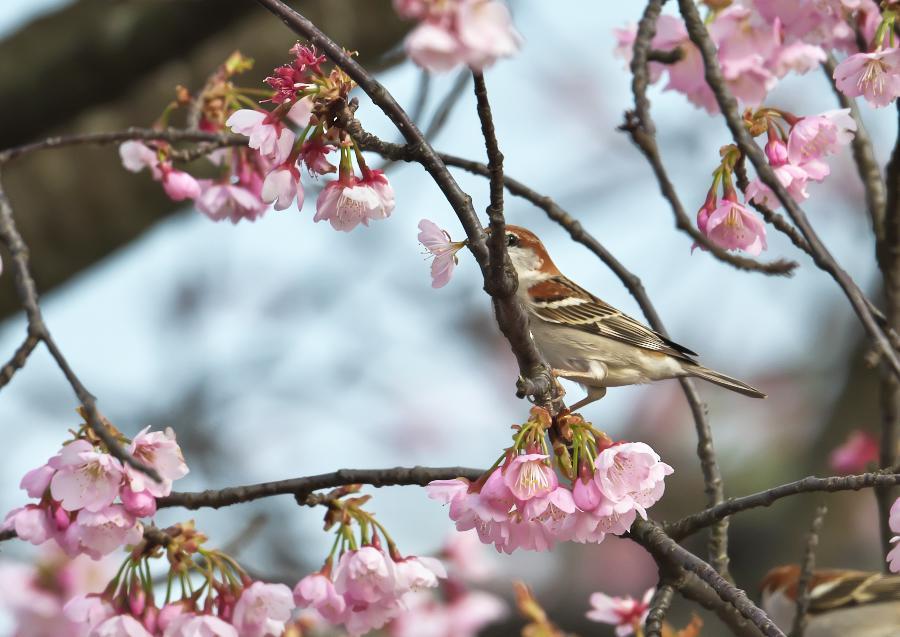 ニュウナイスズメ_e0406940_05383473.jpg