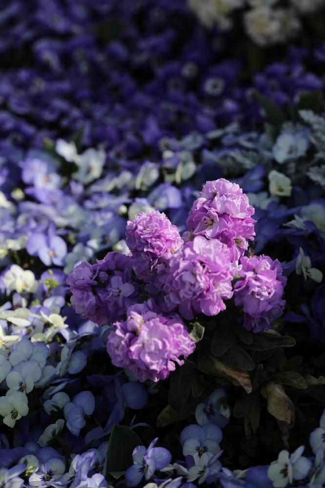 These Days By 黒薔薇座 These Days By 黒薔薇座