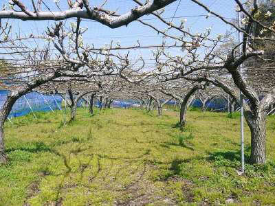 熊本梨 本藤果樹園 今年(2021年)は開花が早いです!最後に収穫を迎える新高が最初に咲きます!_a0254656_15161593.jpg