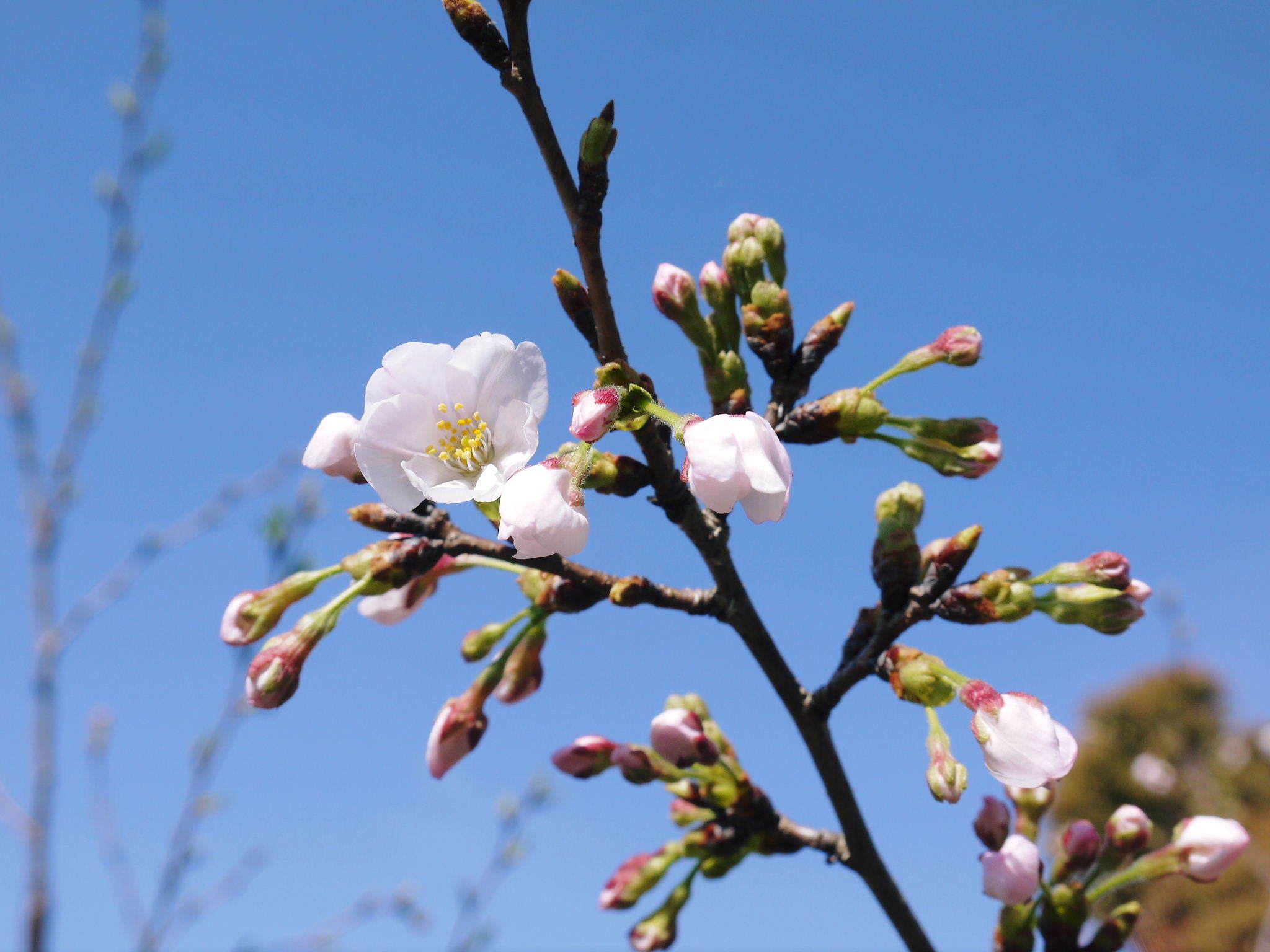 熊本梨 本藤果樹園 今年(2021年)は開花が早いです!最後に収穫を迎える新高が最初に咲きます!_a0254656_15241615.jpg