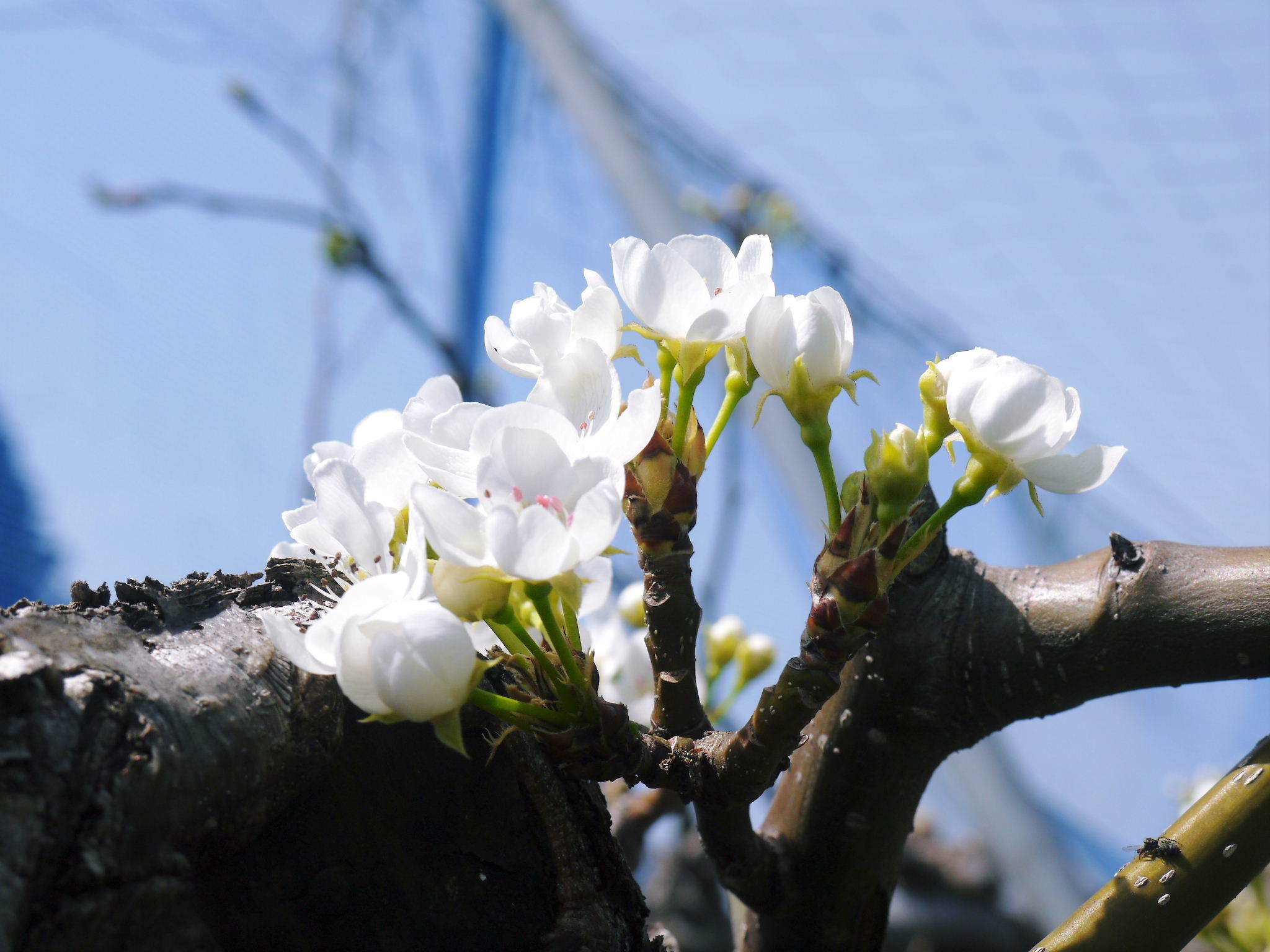 熊本梨 本藤果樹園 今年(2021年)は開花が早いです!最後に収穫を迎える新高が最初に咲きます!_a0254656_15273678.jpg