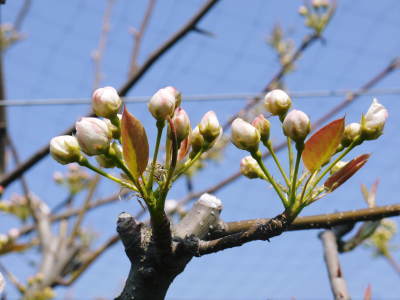 熊本梨 本藤果樹園 今年(2021年)は開花が早いです!最後に収穫を迎える新高が最初に咲きます!_a0254656_15290404.jpg