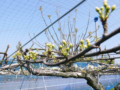 熊本梨 本藤果樹園 今年(2021年)は開花が早いです!最後に収穫を迎える新高が最初に咲きます!_a0254656_15301725.jpg