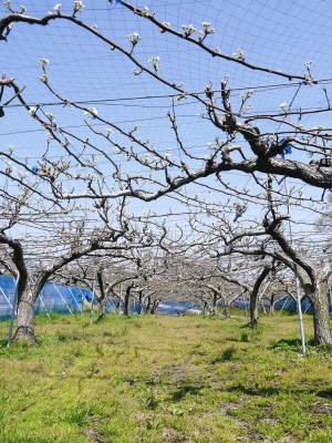 熊本梨 本藤果樹園 今年(2021年)は開花が早いです!最後に収穫を迎える新高が最初に咲きます!_a0254656_15310724.jpg