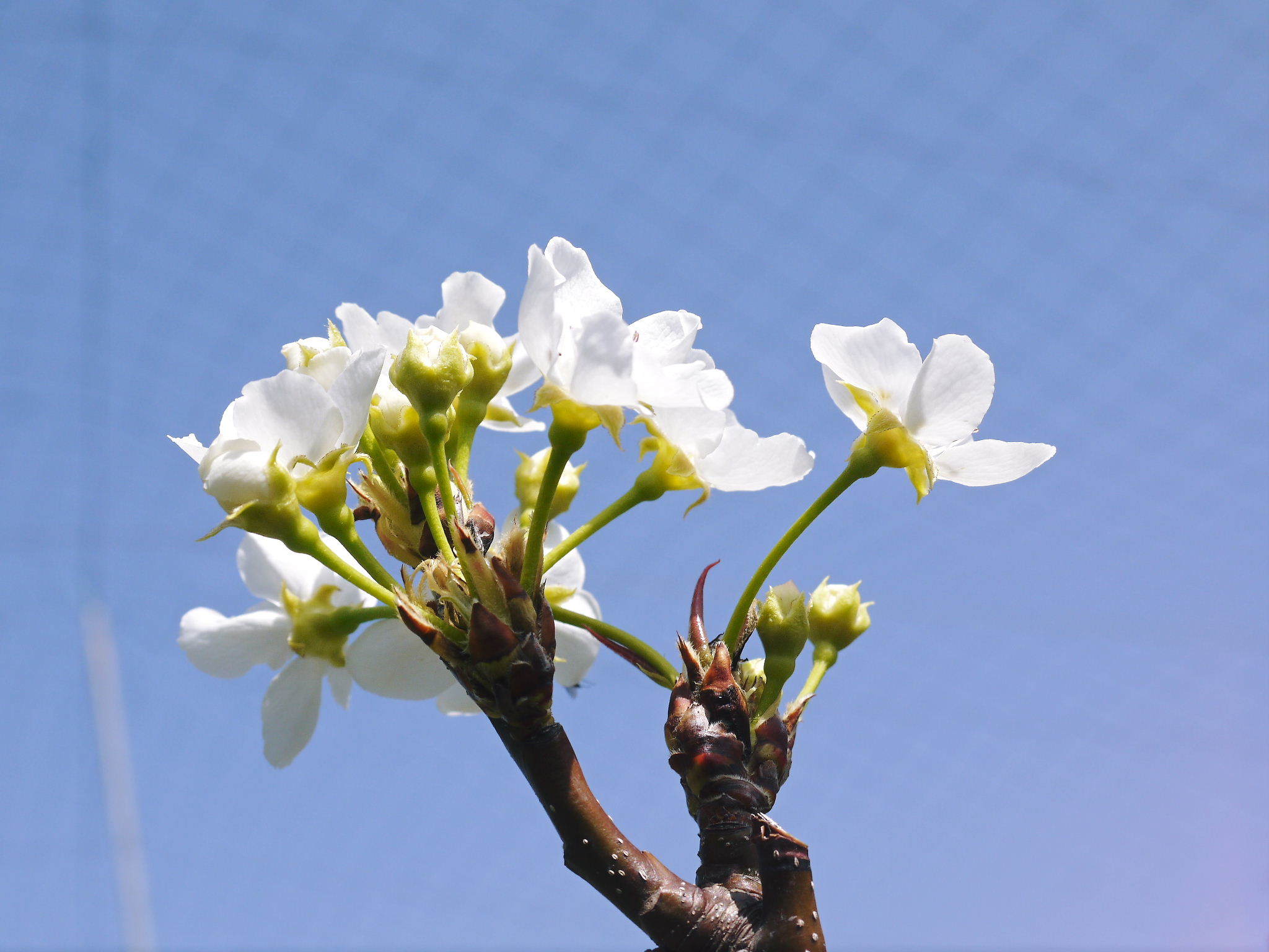 熊本梨 本藤果樹園 今年(2021年)は開花が早いです!最後に収穫を迎える新高が最初に咲きます!_a0254656_16334496.jpg