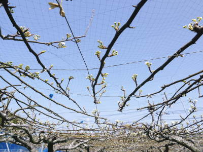 熊本梨 本藤果樹園 今年(2021年)は開花が早いです!最後に収穫を迎える新高が最初に咲きます!_a0254656_16354149.jpg