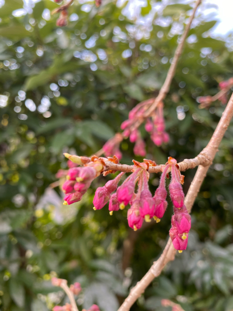 蕾_f0349957_09555381.jpg