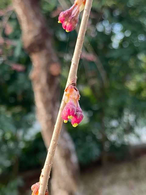 蕾_f0349957_09560299.jpg