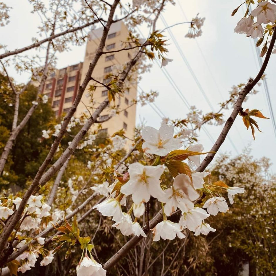 中国各地の桜_e0249060_10030890.jpg