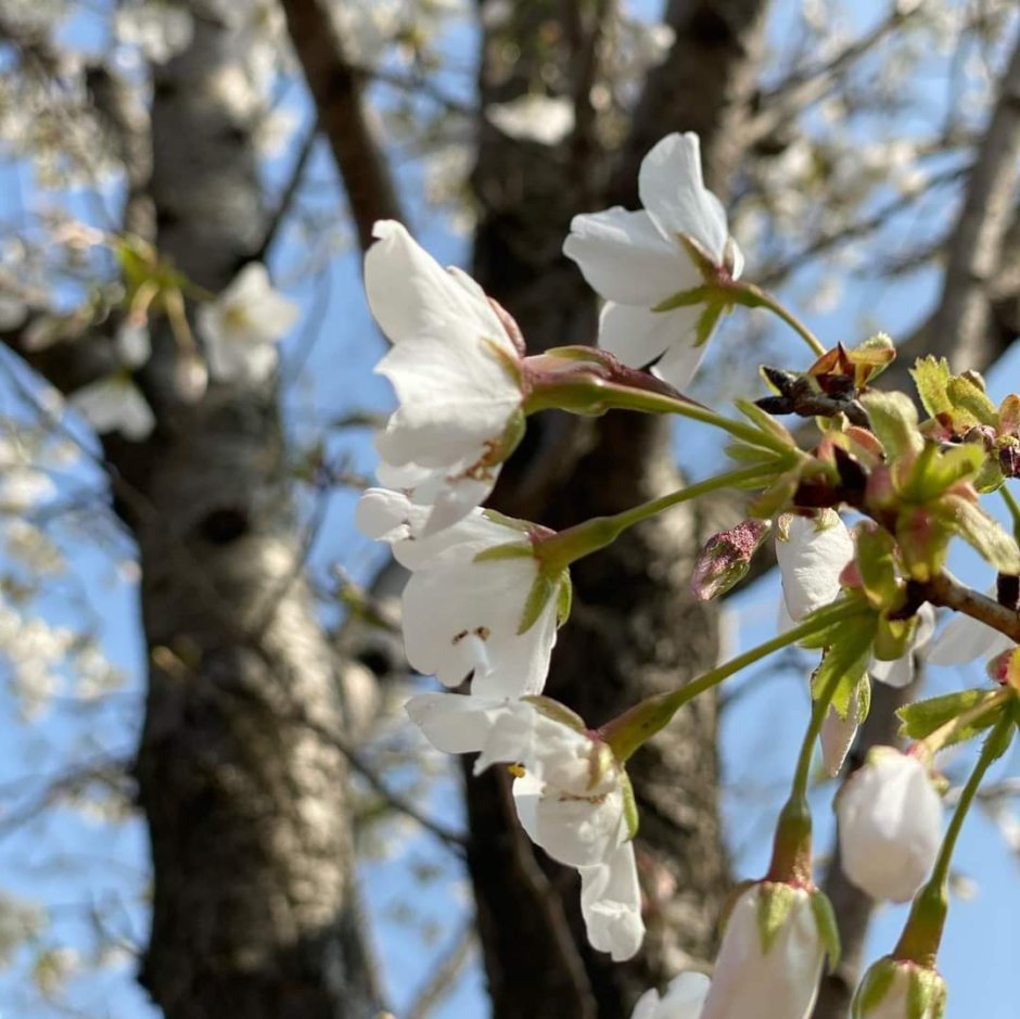 中国各地の桜_e0249060_10031419.jpg